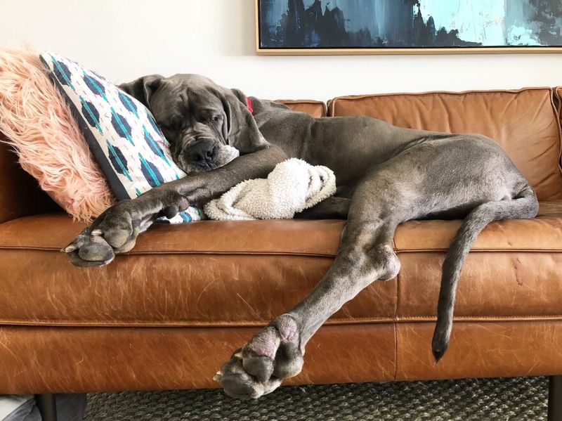Great Dane