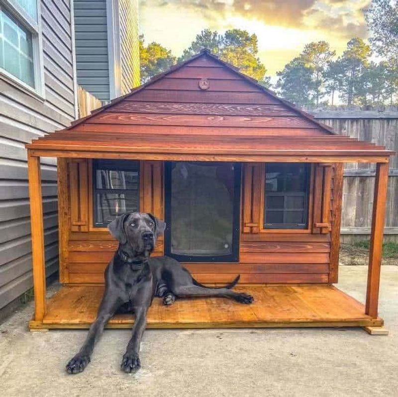 Great Dane