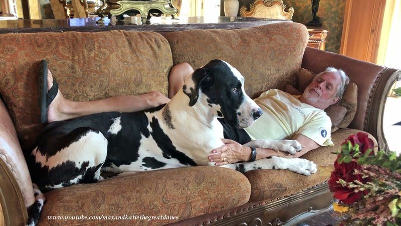 Great Dane