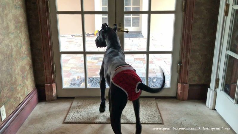 Great Dane