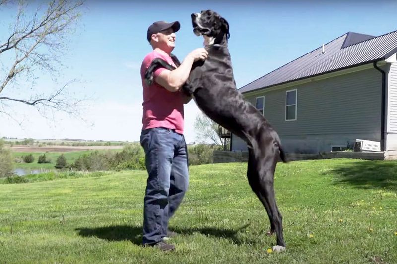 Great Dane