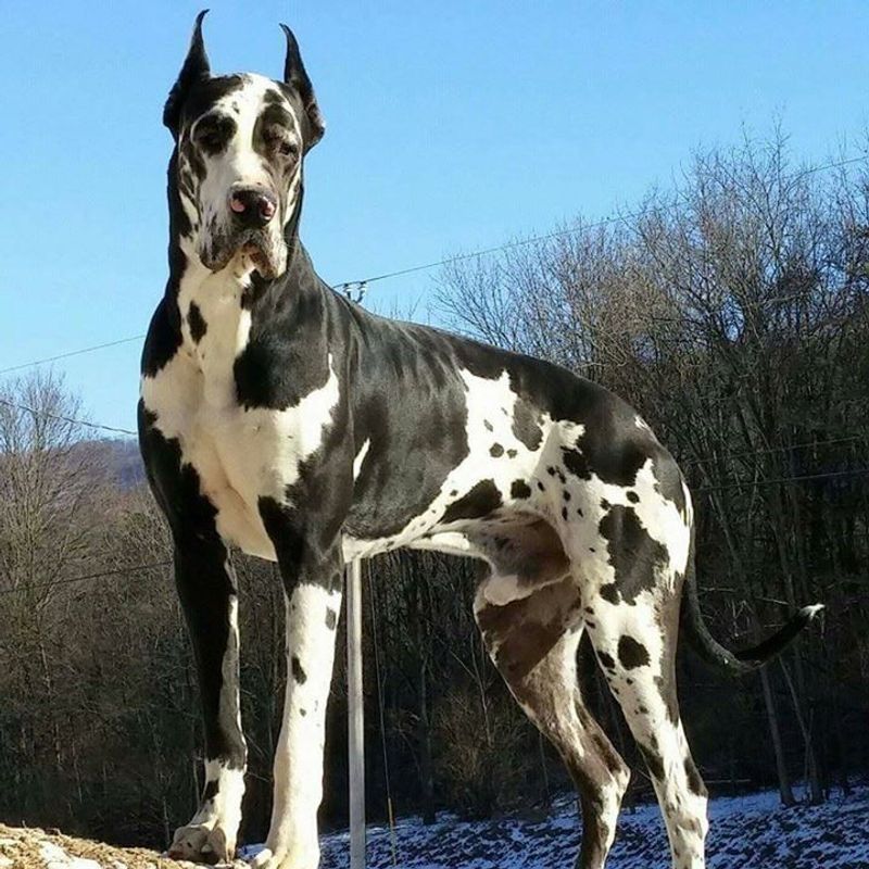 Great Dane