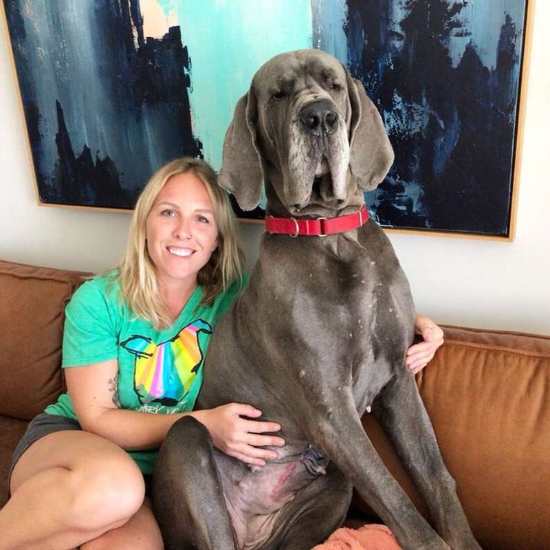 Great Dane