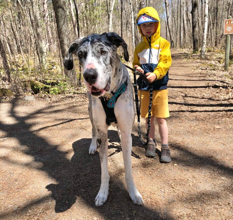 Great Dane