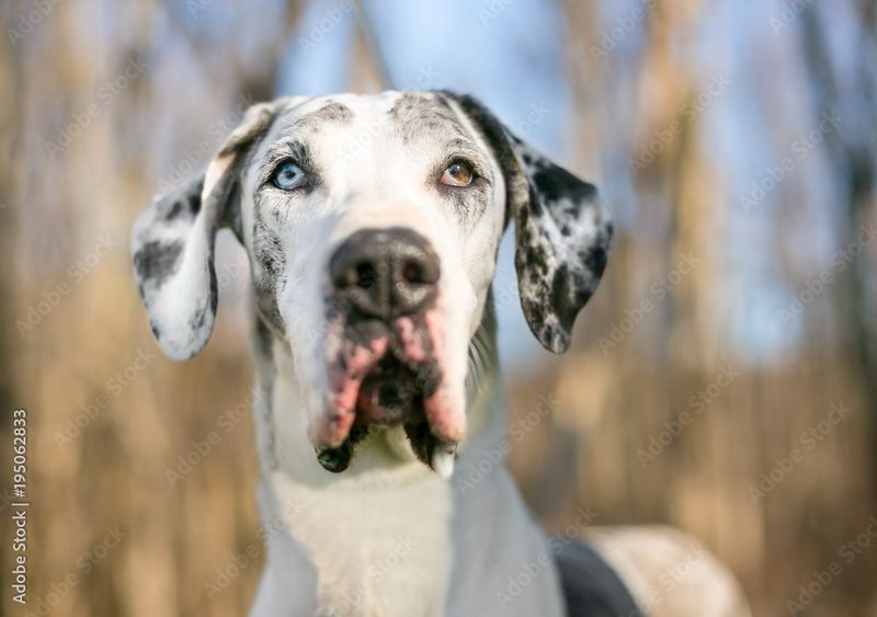Great Dane