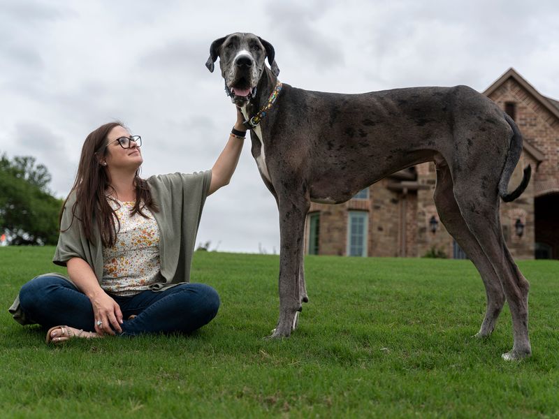 Great Dane
