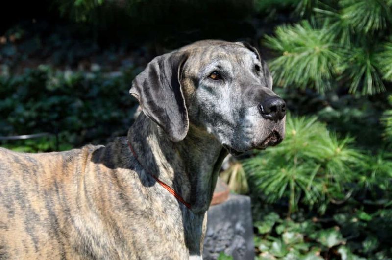 Great Dane