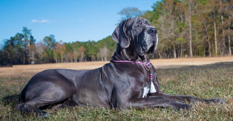 Great Dane