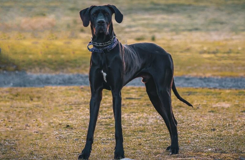 Great Dane