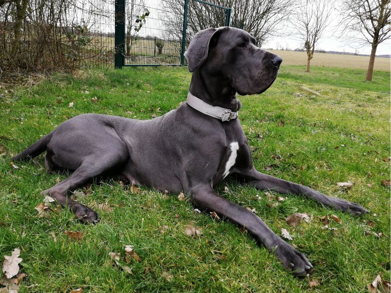 Great Dane