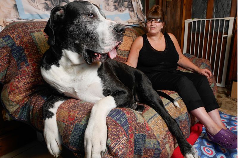 Great Dane