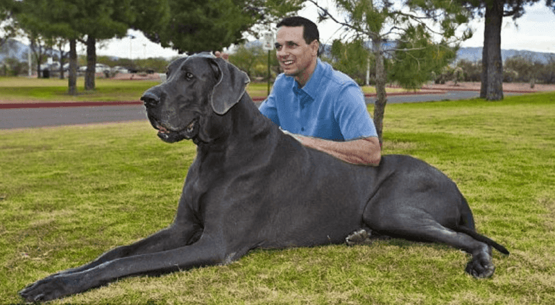 Great Dane