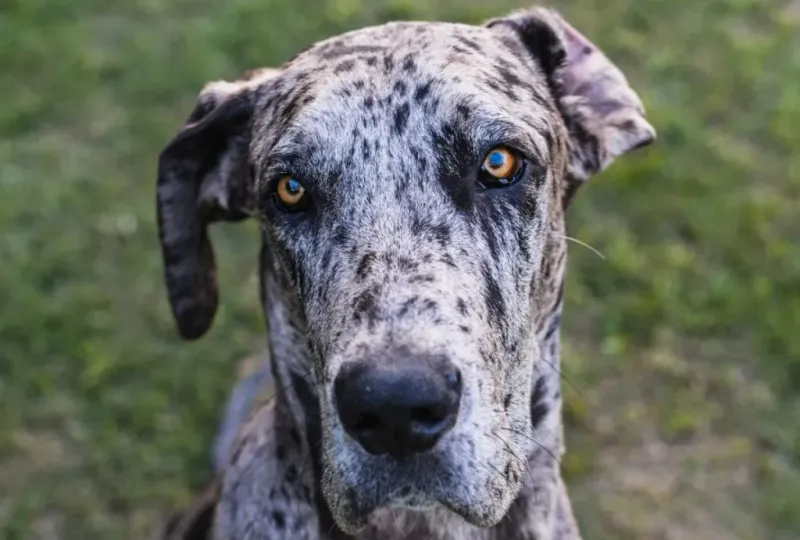 Great Dane's Gentle Demeanor