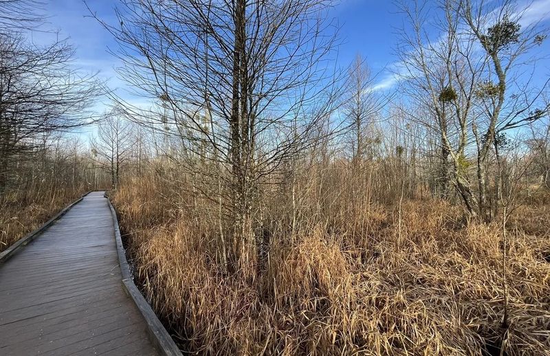 Great Dismal Swamp National Wildlife Refuge, Virginia/North Carolina