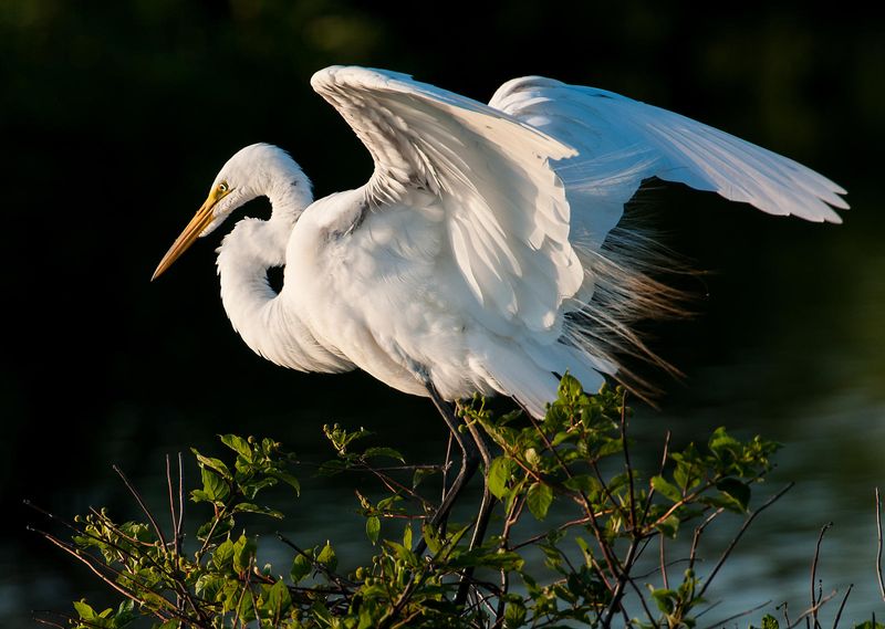 Great Egret