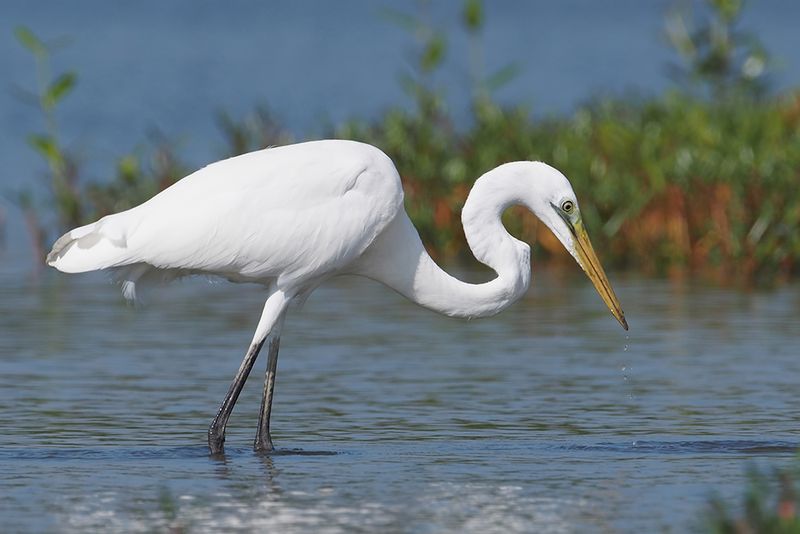 Great Egret