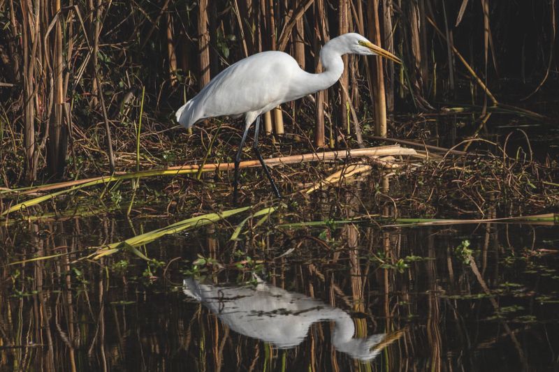Great Egret