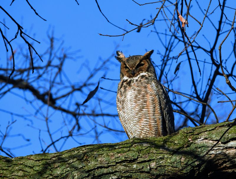 Great Horned Owl