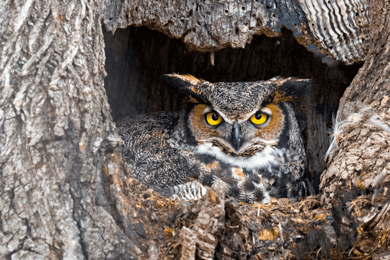 Great Horned Owl