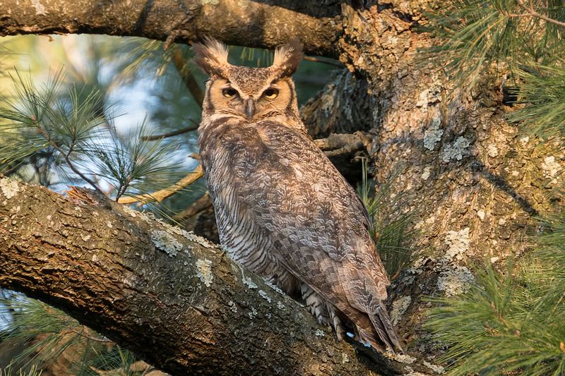Great Horned Owl