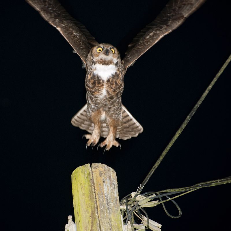 Great Horned Owl