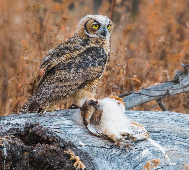 Great Horned Owl