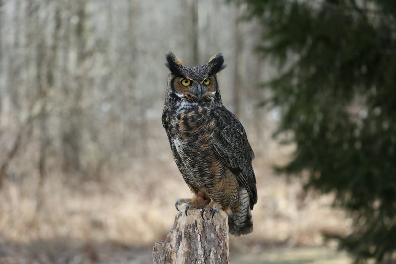 Great Horned Owl
