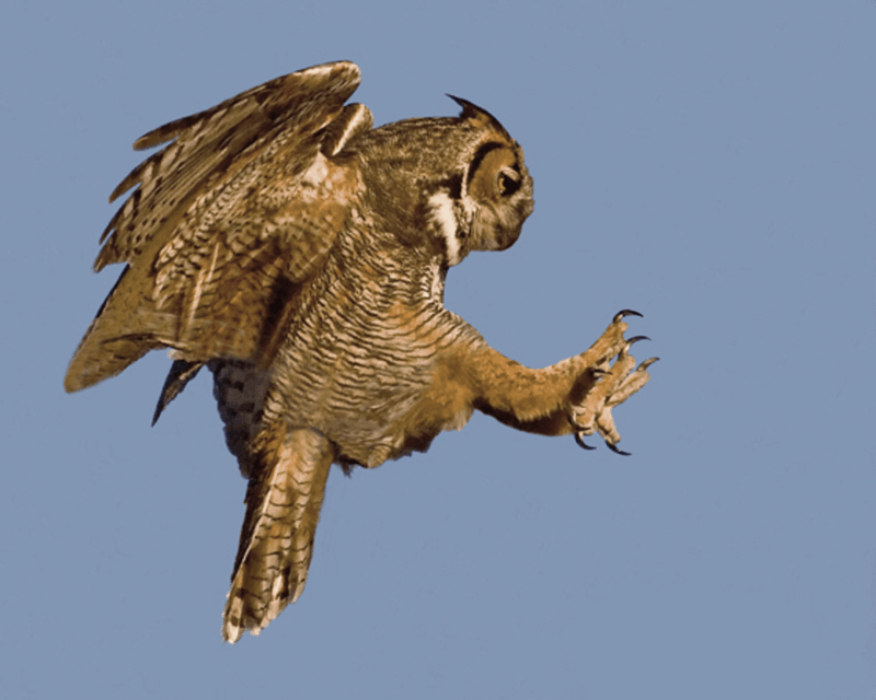 Great Horned Owl