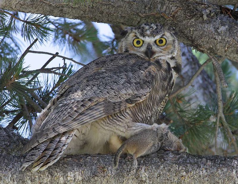 Great Horned Owls