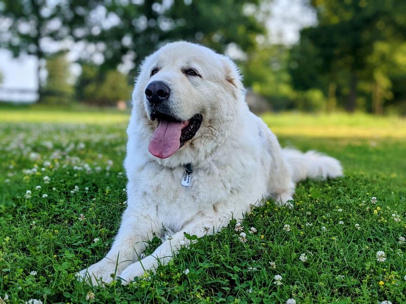 Great Pyrenees
