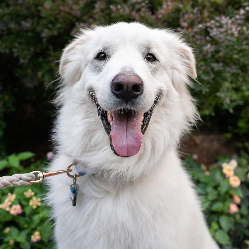 Great Pyrenees