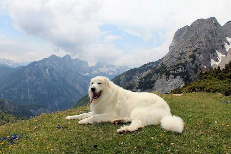 Great Pyrenees