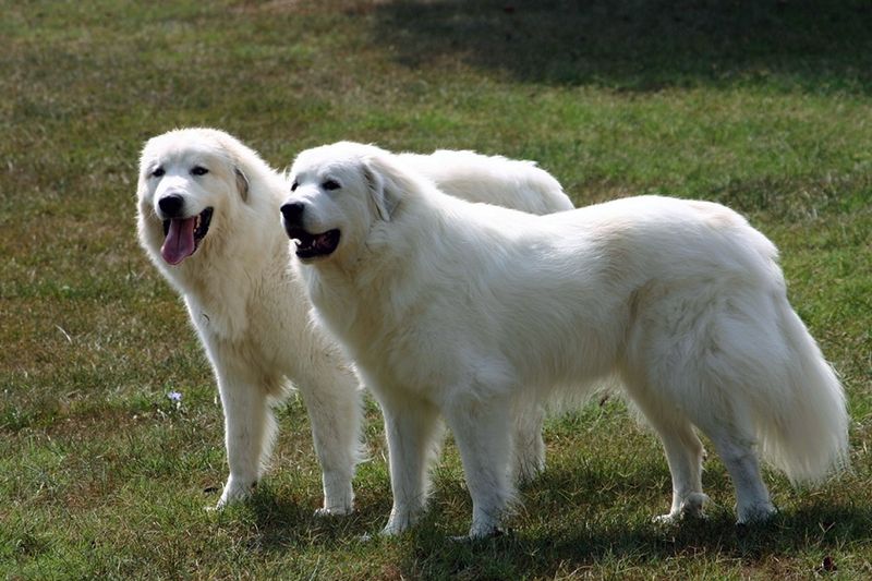 Great Pyrenees