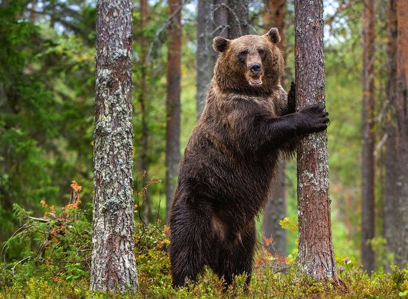 Great Smoky Mountains Bear - The Forest Titan