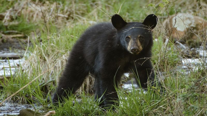 Great Smoky Mountains National Park