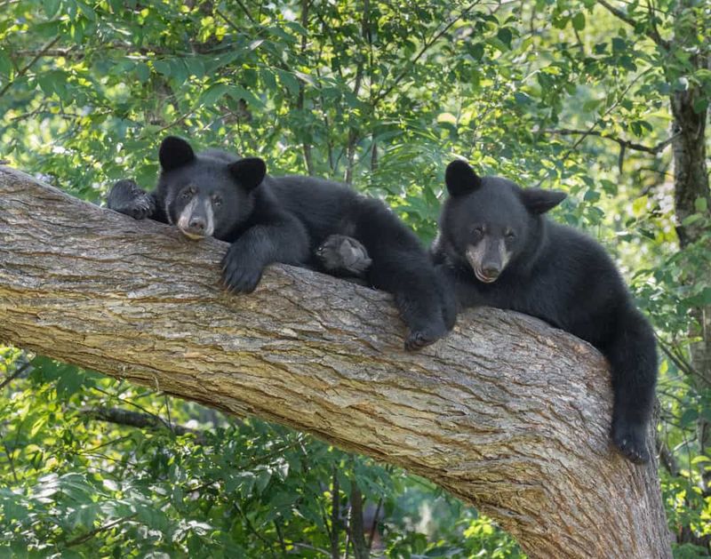 Great Smoky Mountains National Park