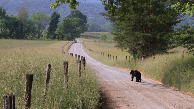 Great Smoky Mountains National Park - Cades Cove Loop Trail