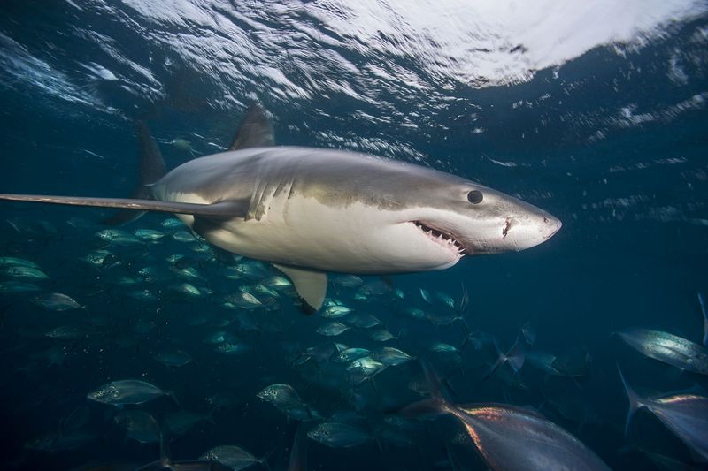 Great White Shark