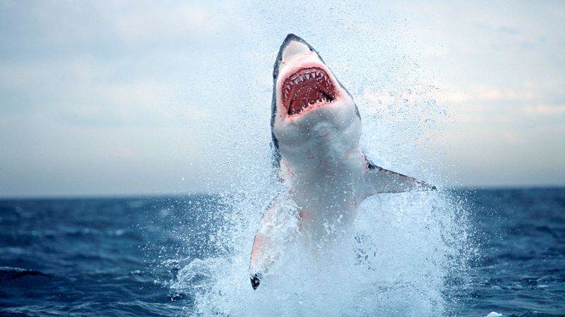 Great White Shark