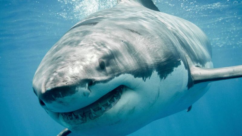 Great White Shark