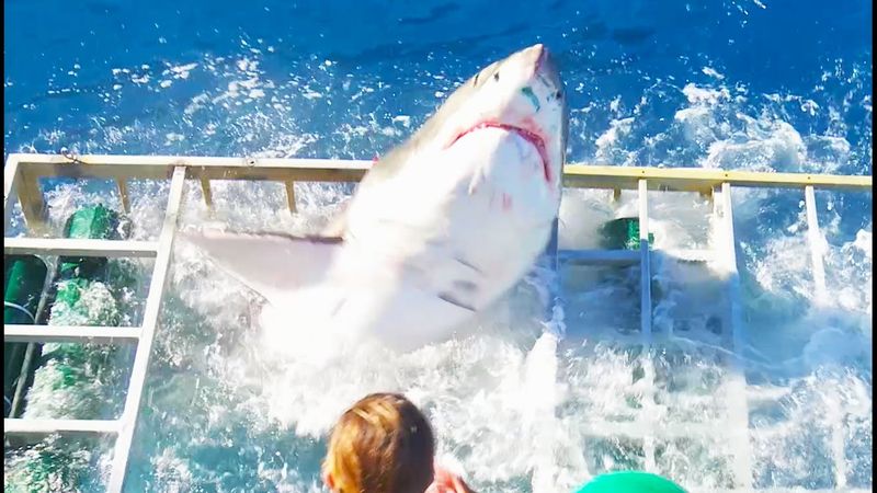Great White Shark