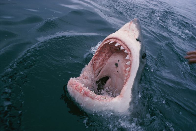 Great White Shark