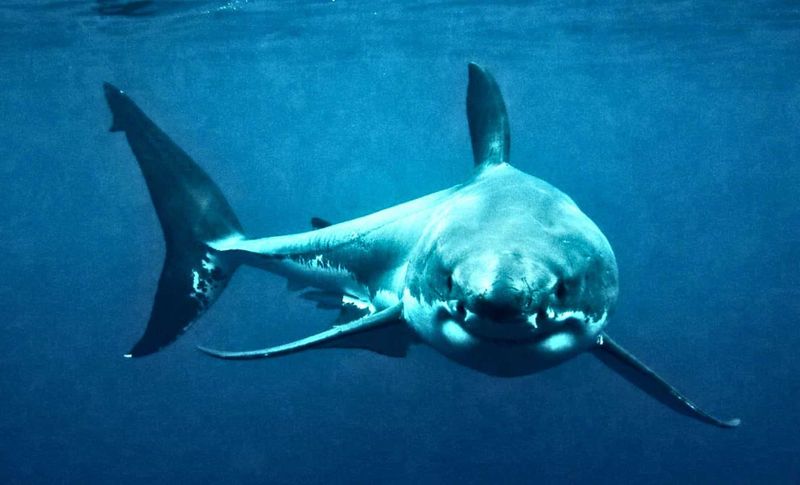 Great White Shark