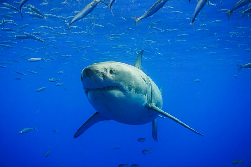 Great White Shark