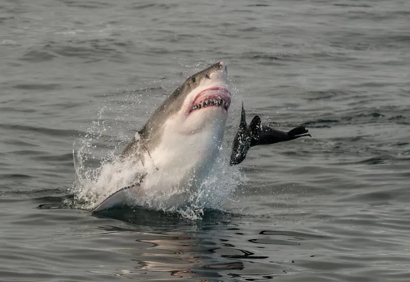 Great White Shark