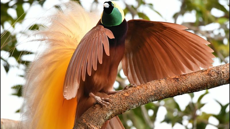 Greater Bird of Paradise
