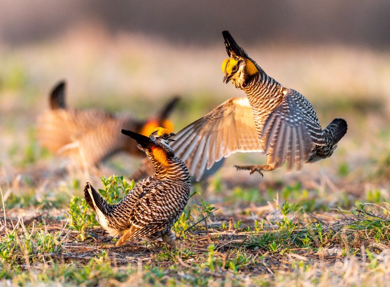 Greater Prairie Chicken