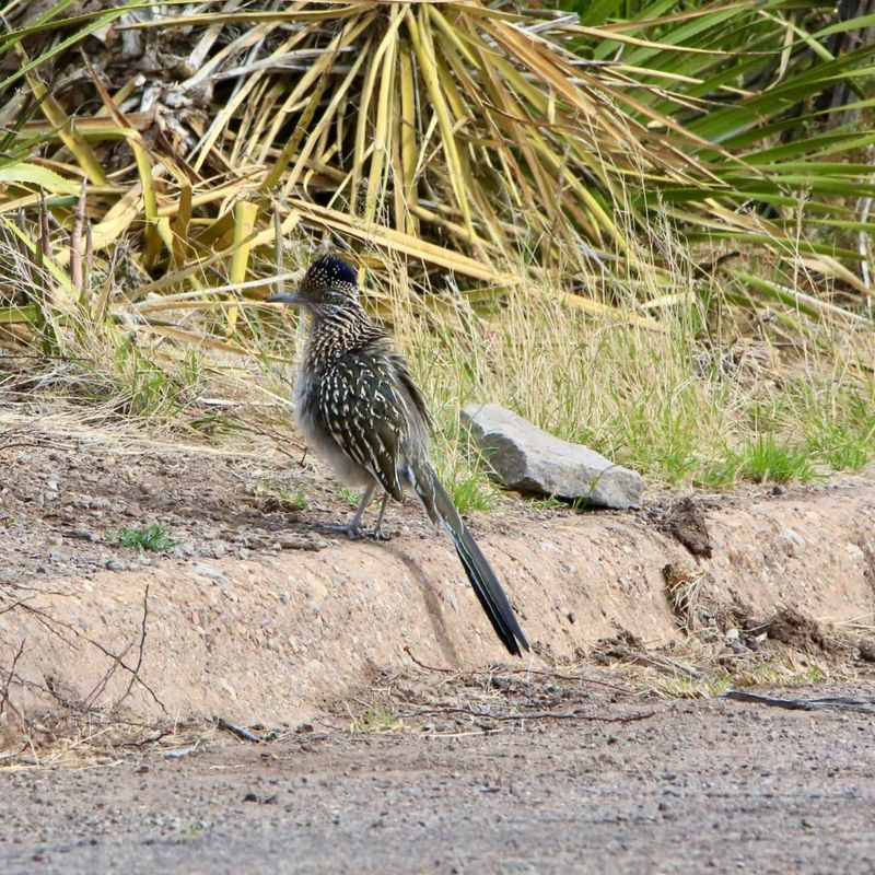 Greater Roadrunner