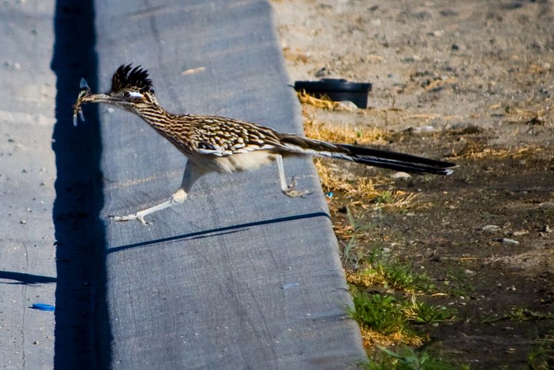 Greater Roadrunner