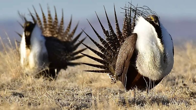 Greater Sage-Grouse